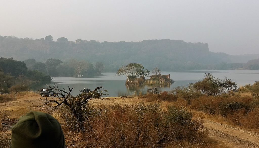 Tijgers spotten in Ranthambore NP - India 