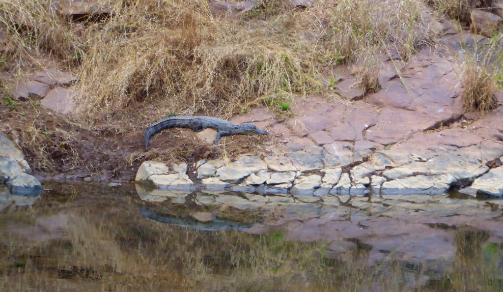 Krokodillen spotten in Ranthambore NP India 