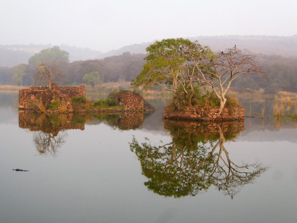 Ranthambore NP early morning