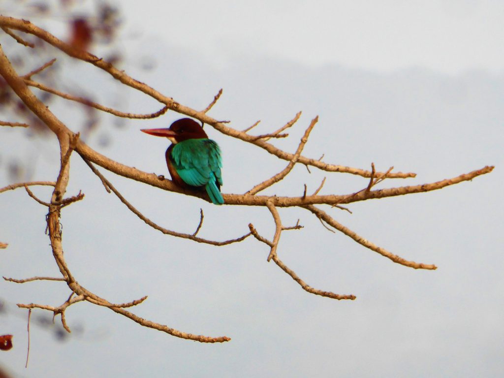 Ranthambore NP India 