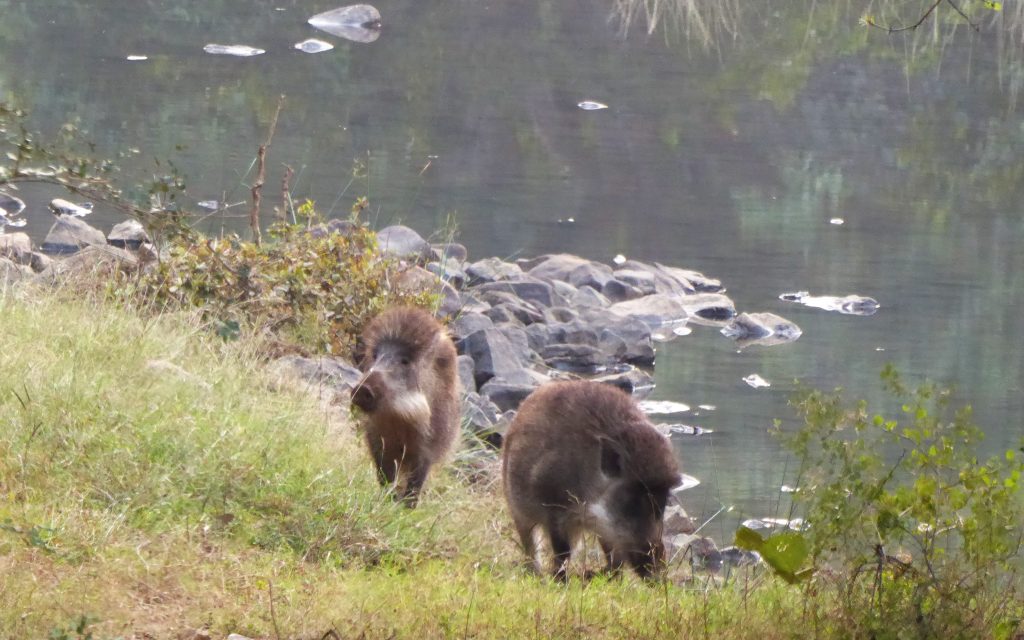 Spotting Wild Boars Ranthambore NP India