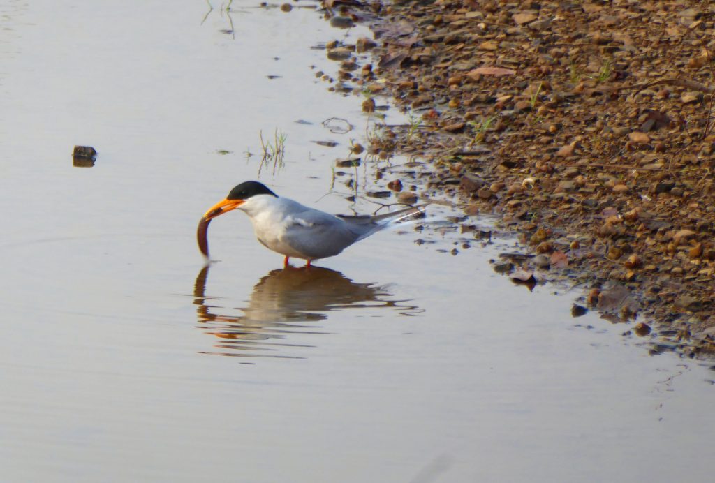 Ranthambore NP India 