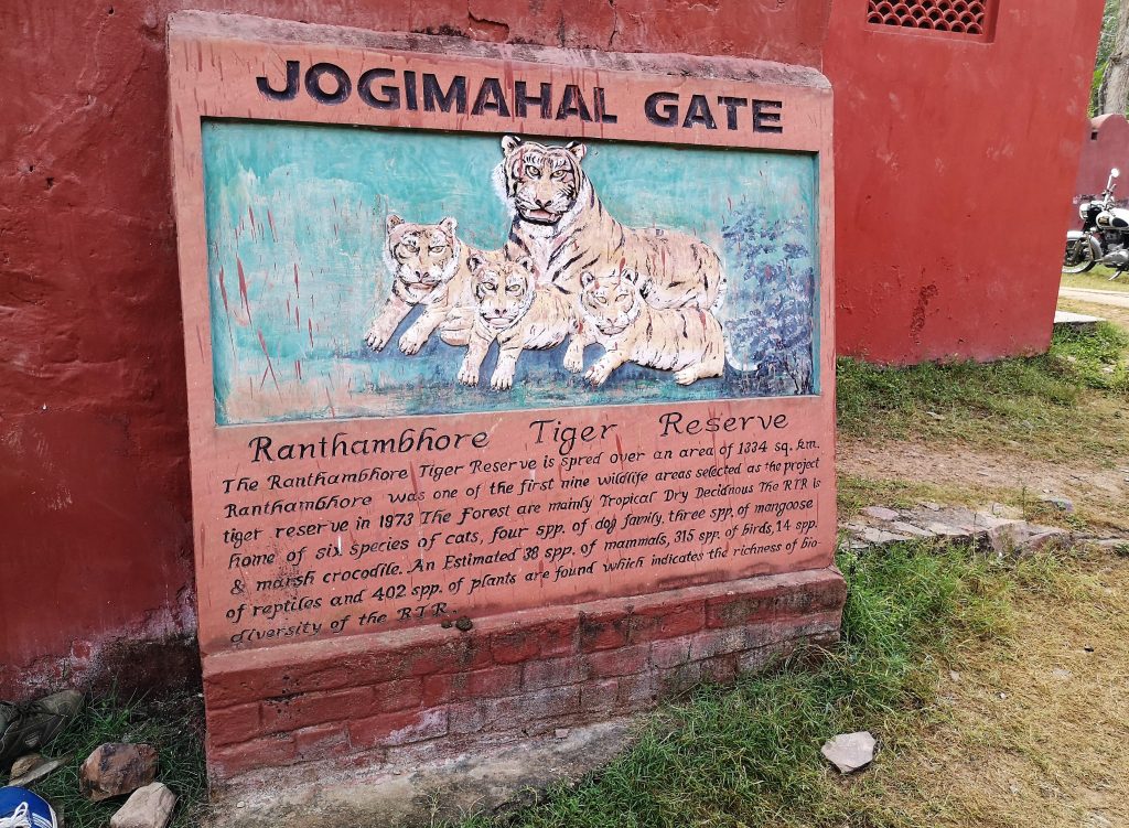 Tijgers spotten in Ranthambore NP - India 