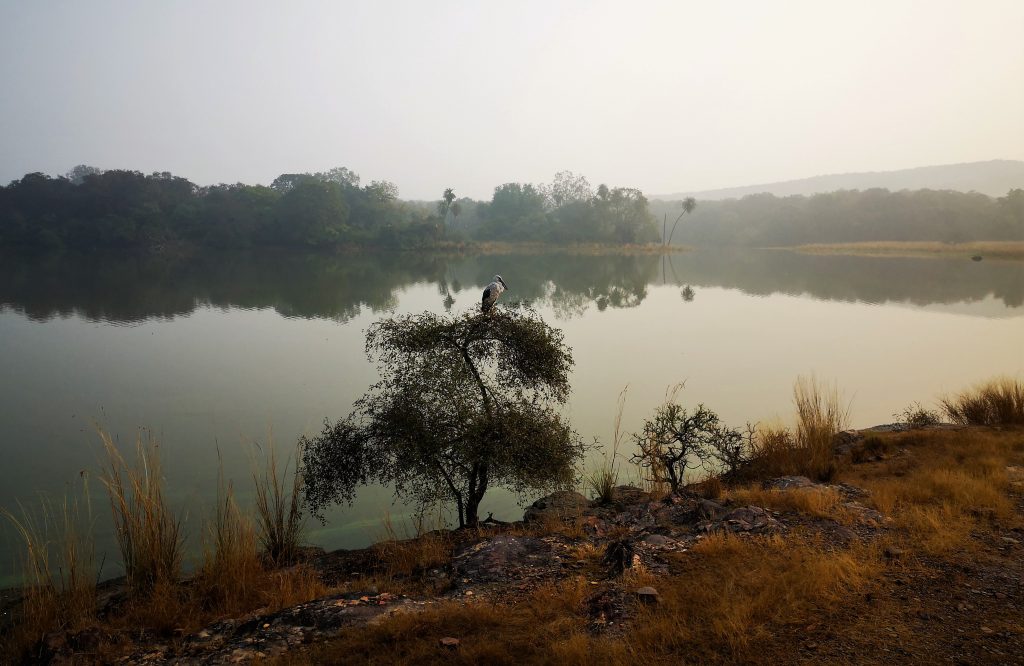 Tijgers spotten in Ranthambore NP - India 