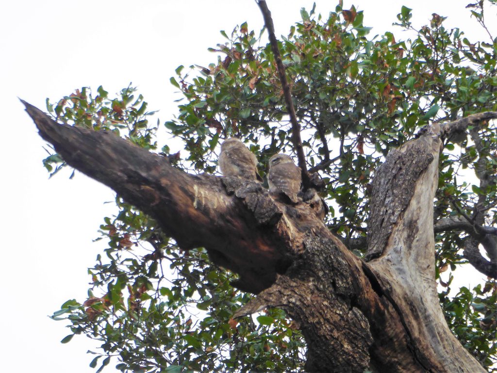 Uilen spotten in Ranthambore NP India 