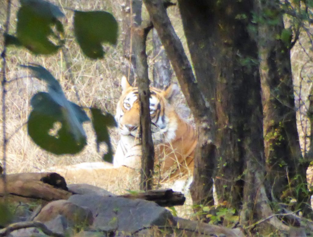 Tijger spotten in Ranthambore NP India 