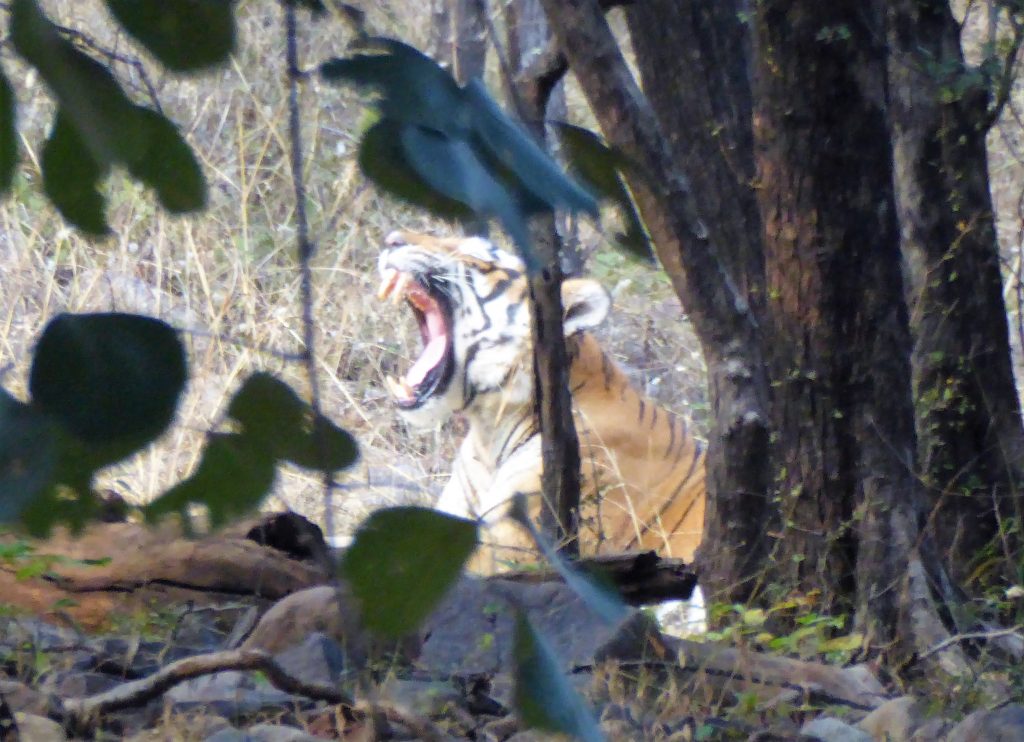 Tijger spotten in Ranthambore NP India 