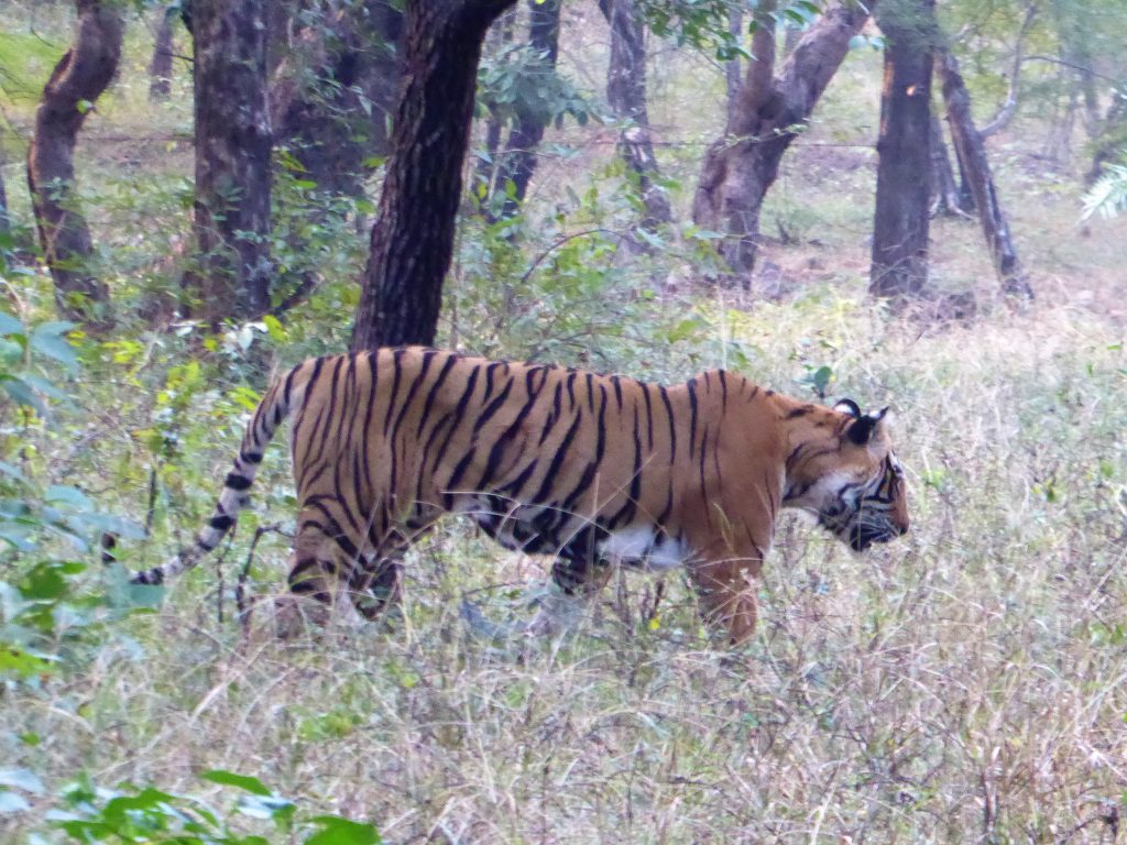 Tijger spotten in Ranthambore NP India 