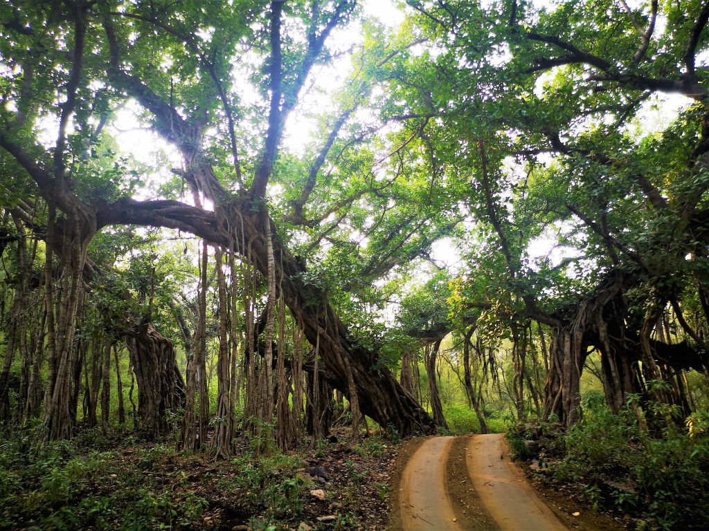 Tijgers spotten in Tijgers spotten in Ranthambore NP - India 