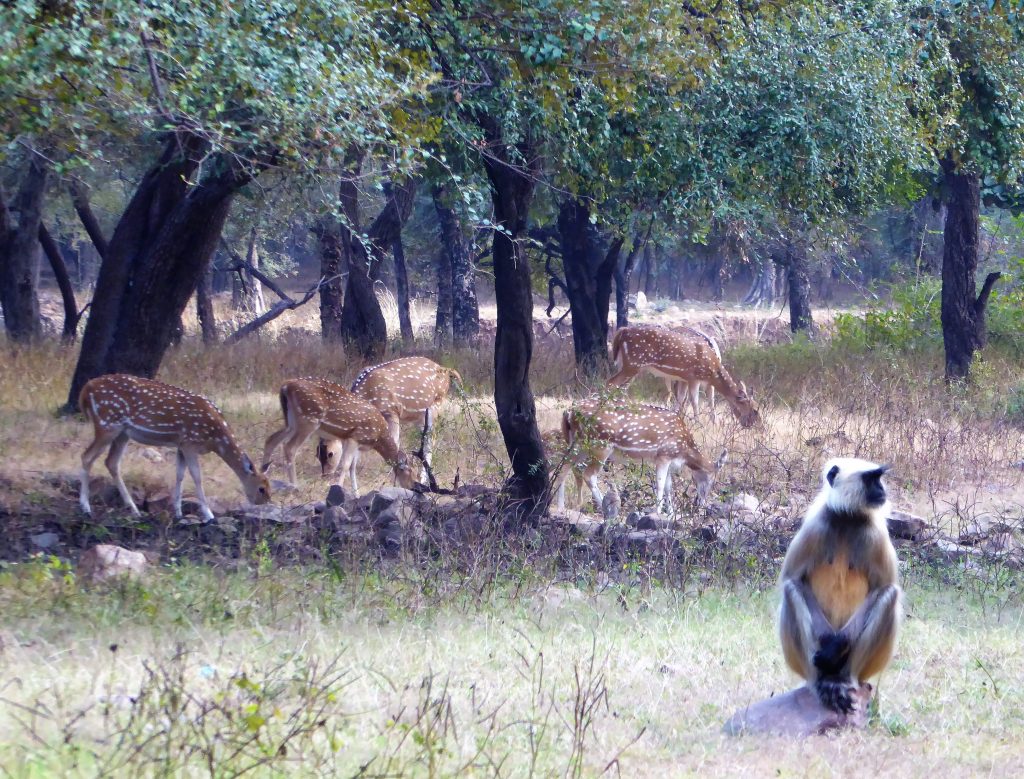 Sambar, herten en langoeren spotten Ranthambore NP India (2)