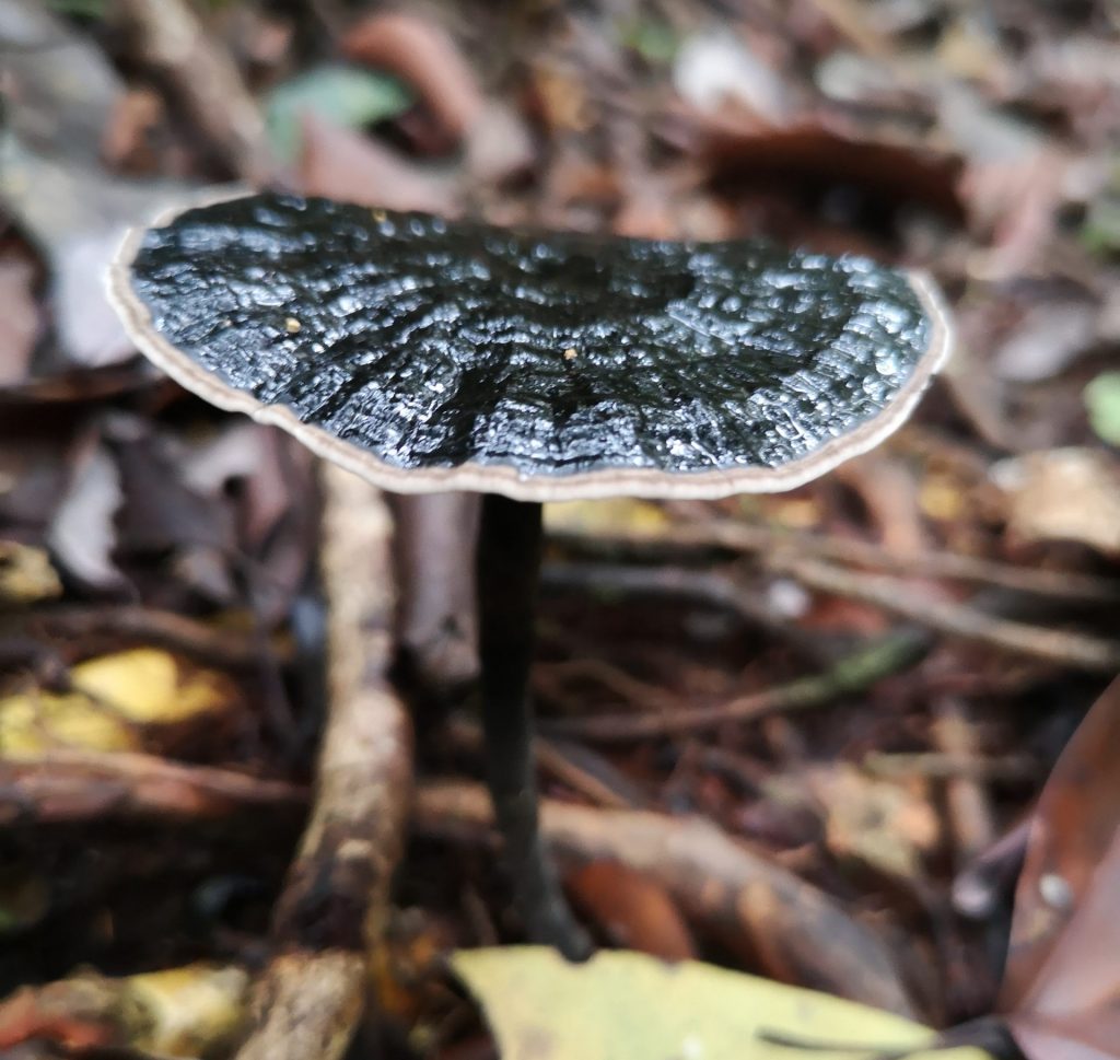 Nature near the cave - Sumatra, Indonesia - Harau Valley