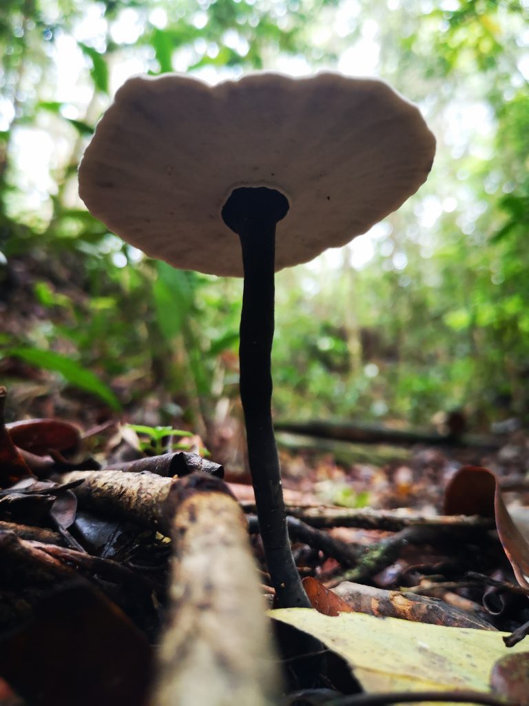 Nature near the cave - Sumatra, Indonesia - Harau Valley