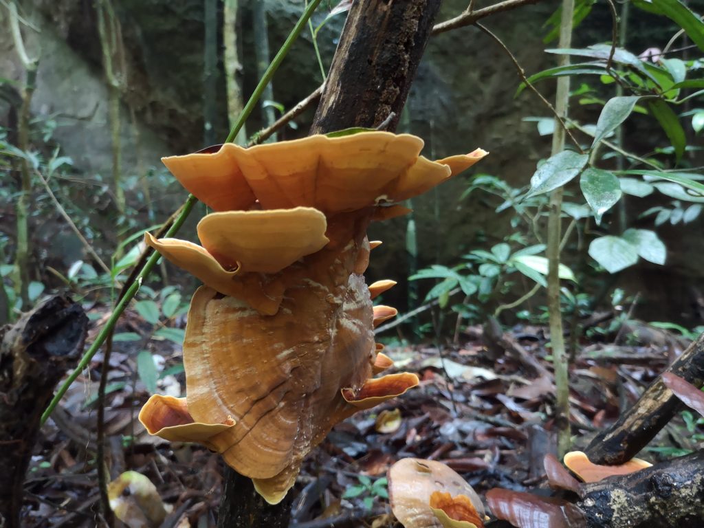 Nature near the cave - Sumatra, Indonesia - Harau Valley