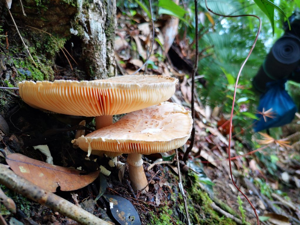 Nature near the cave - Sumatra, Indonesia - Harau Valley