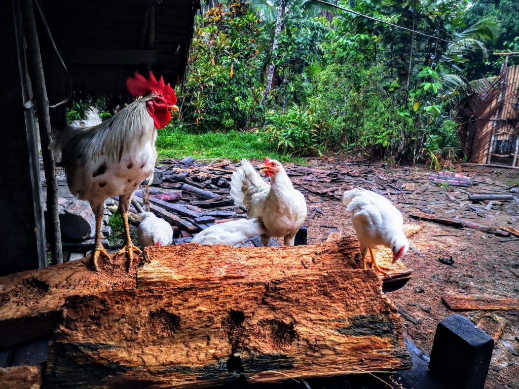 De kippen van sjamaan Pange - Sumatra, Indonesie