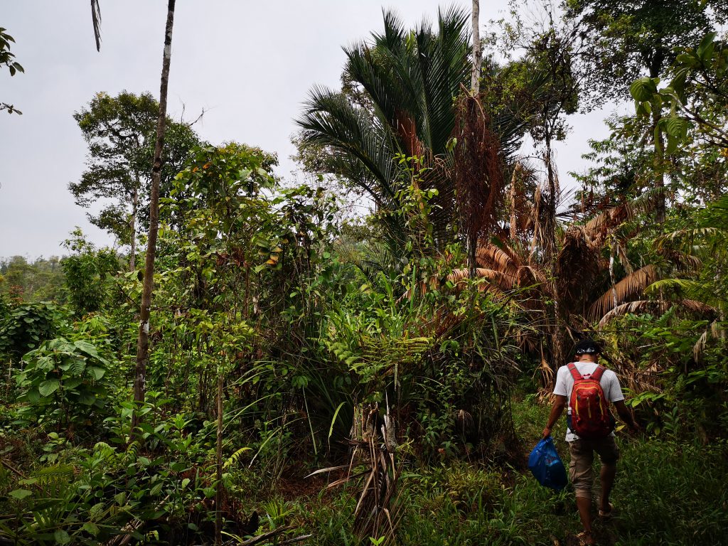 Jungle Trek, Mentawai - Sumatra, Indonesie