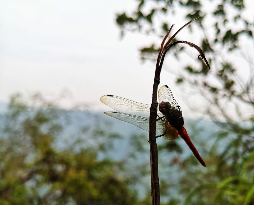 Libelle - Harau Vallei, Sumatra, Indonesie