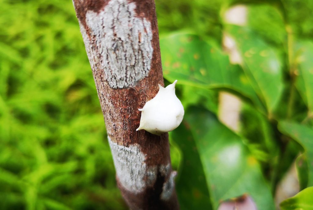 Nature near the cave - Sumatra, Indonesia - Harau Valley