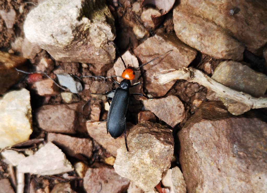 Insecten Harau vallei - Sumatra Indonesie