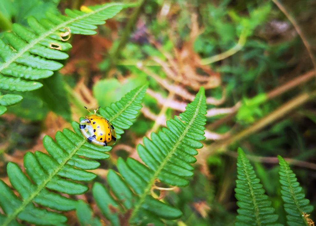 Insecten Harau vallei - Sumatra Indonesie