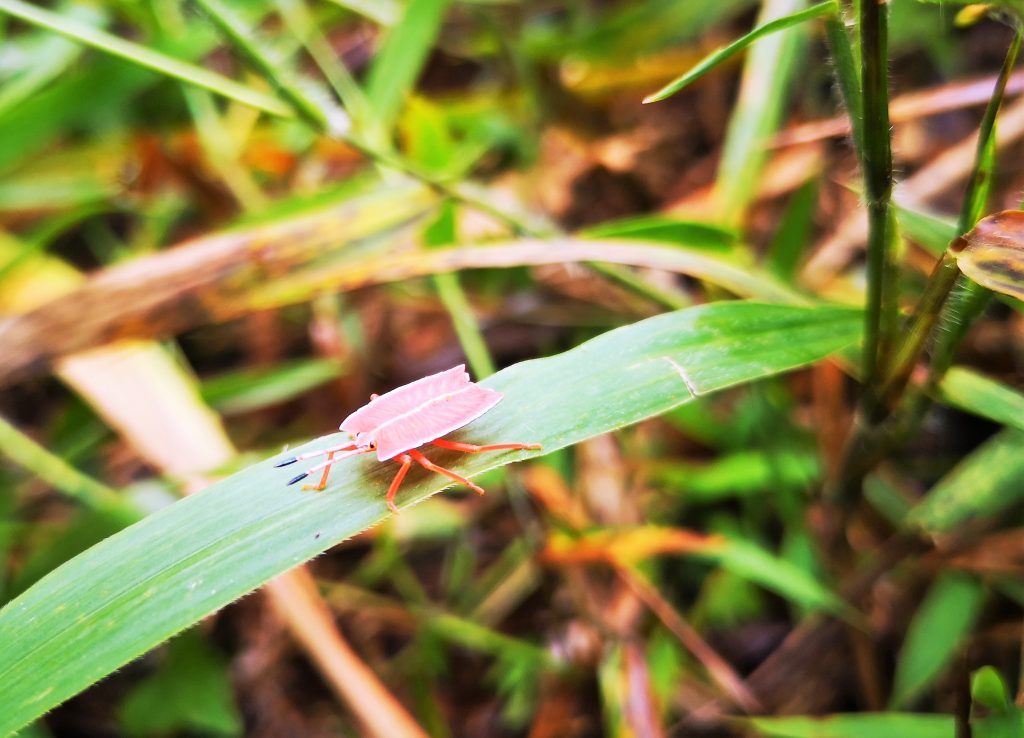 Insecten Harau vallei - Sumatra Indonesie