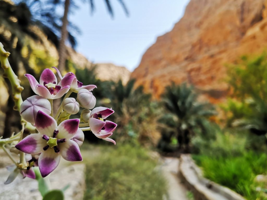 The colours of the Wadi Shab - Sur, Oman