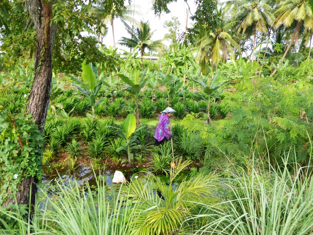 Buiten de stad zie je de rijstvelden en bananenbomen - Bangkok, Thailand