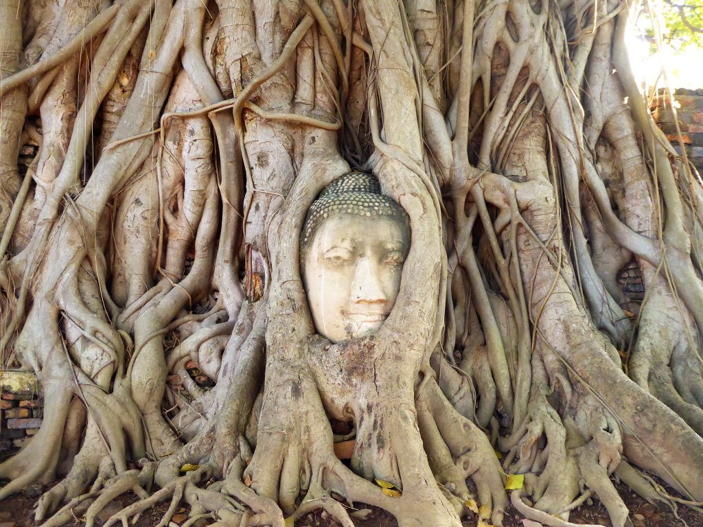 Fietsen tussen de tempels van Ayutthaya - Thailand