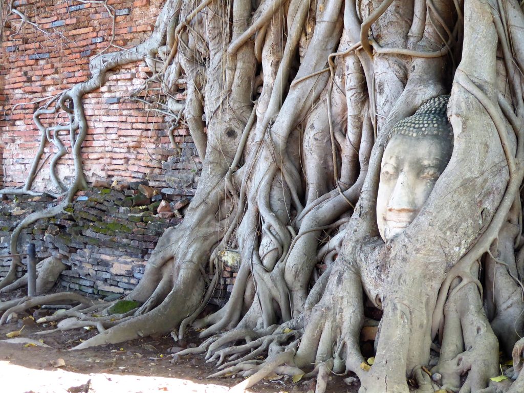 Fietsen tussen de tempels van Ayutthaya - Thailand