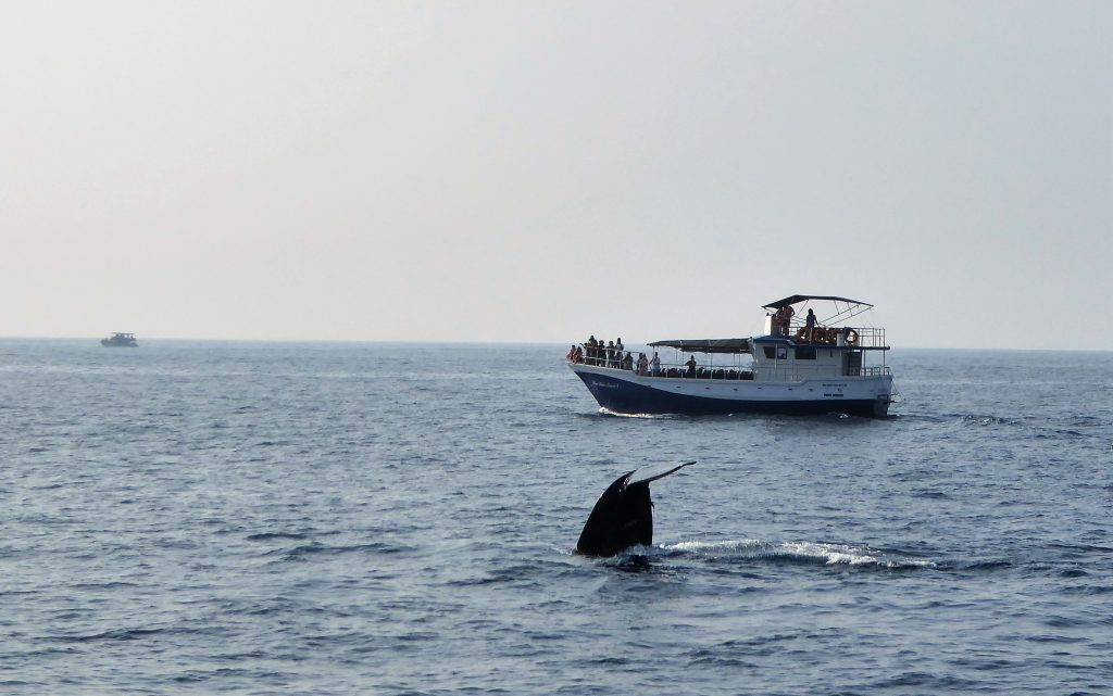 Whale Watching in Mirissa - Sri Lanka