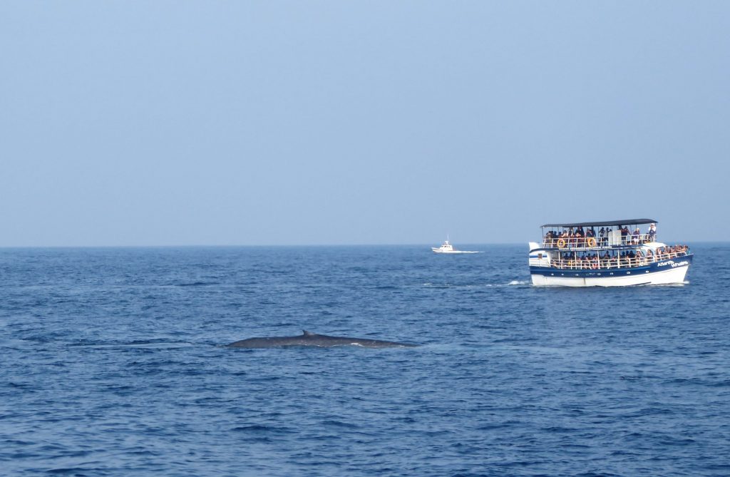Whale watching at Mirissa and Visiting Galle - Sri Lanka