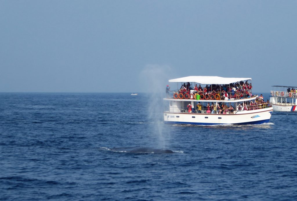 Walvissen spotten bij Mirissa en Galle bezoeken