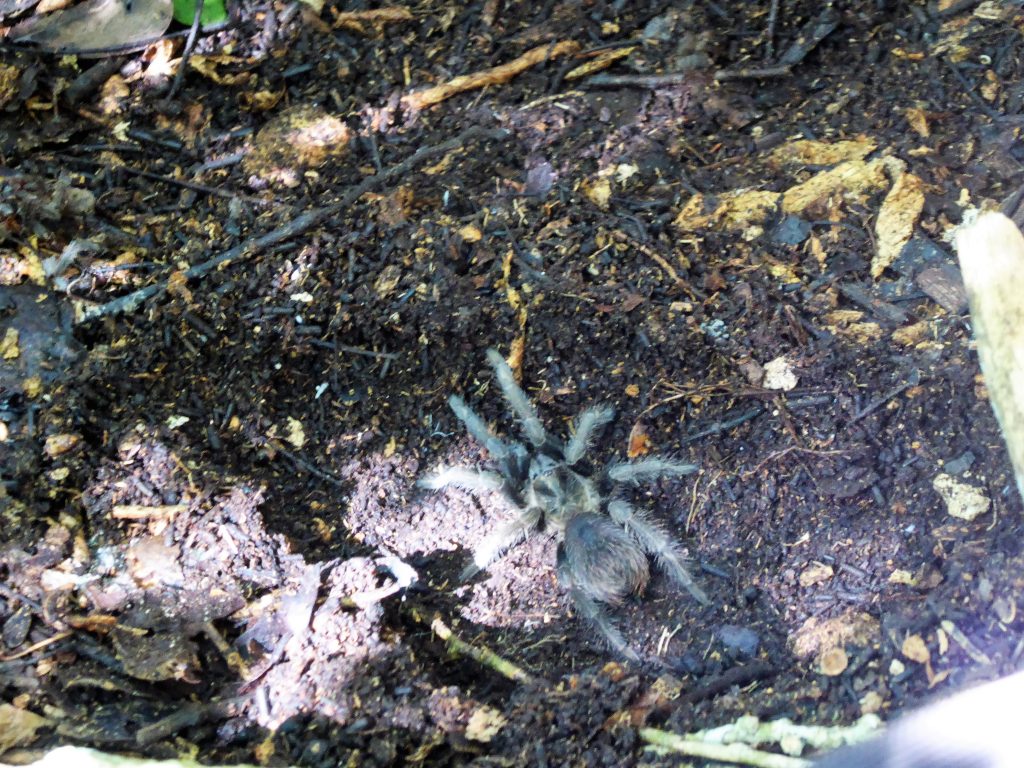 Tarantula in Cuba - Playa Larga - Zapata