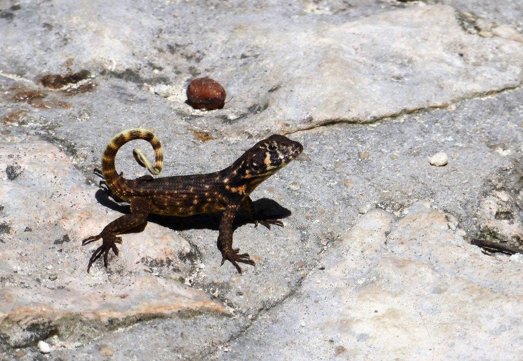 Wildlife in Playa Larga - Cuba