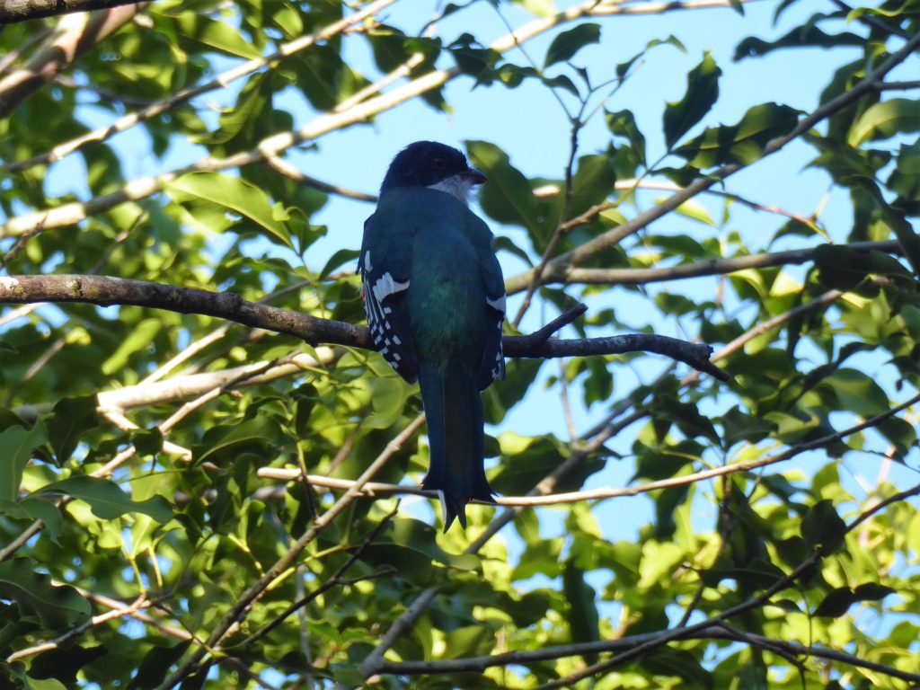 Cuban Trogon - Playa Larga, Cuba