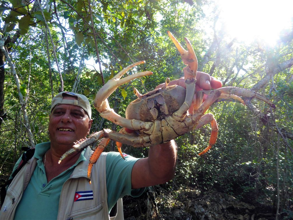 Krab in het bos - Playa Larga, Cuba