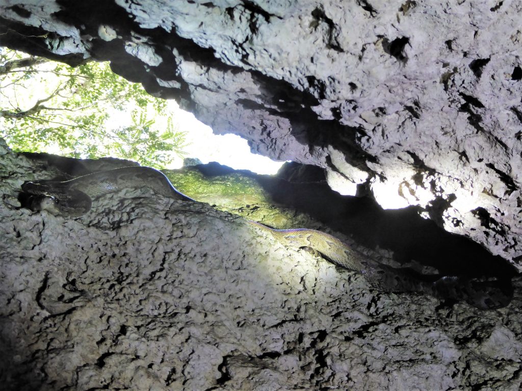 Snake in cave - Playa Larga, Cuba