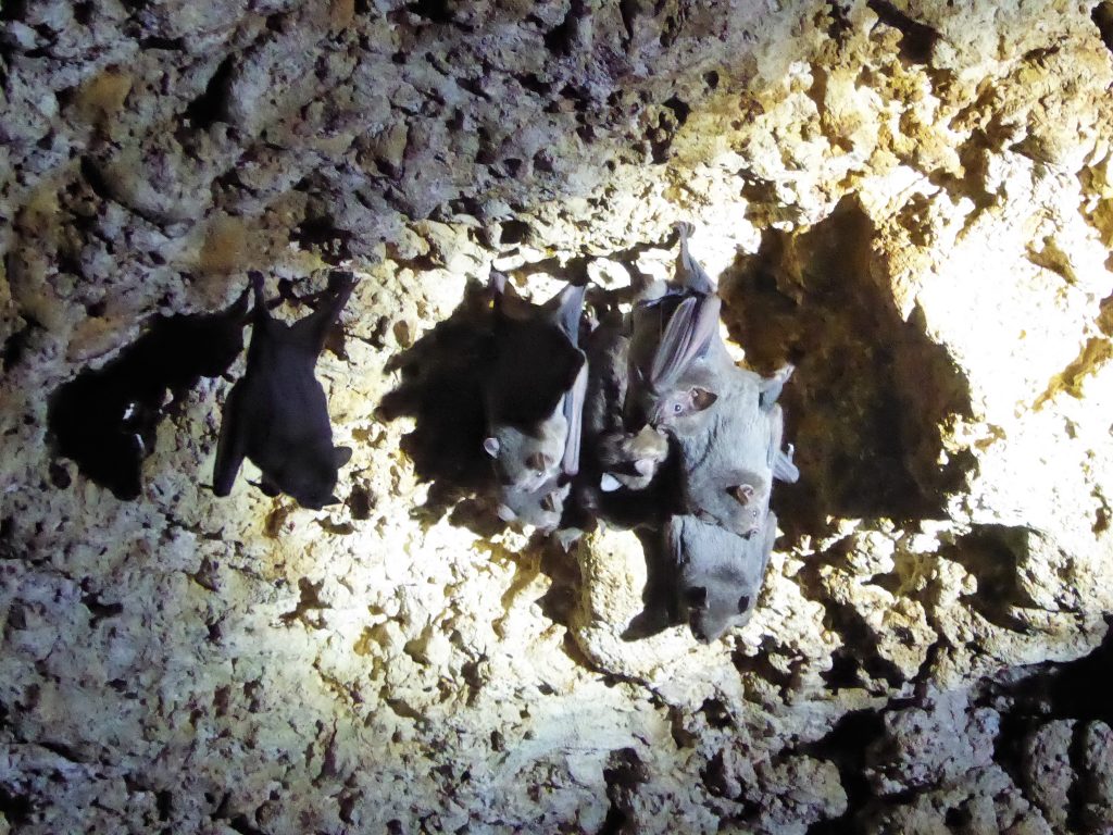 Zapata NP Cave - Playa Larga Cuba