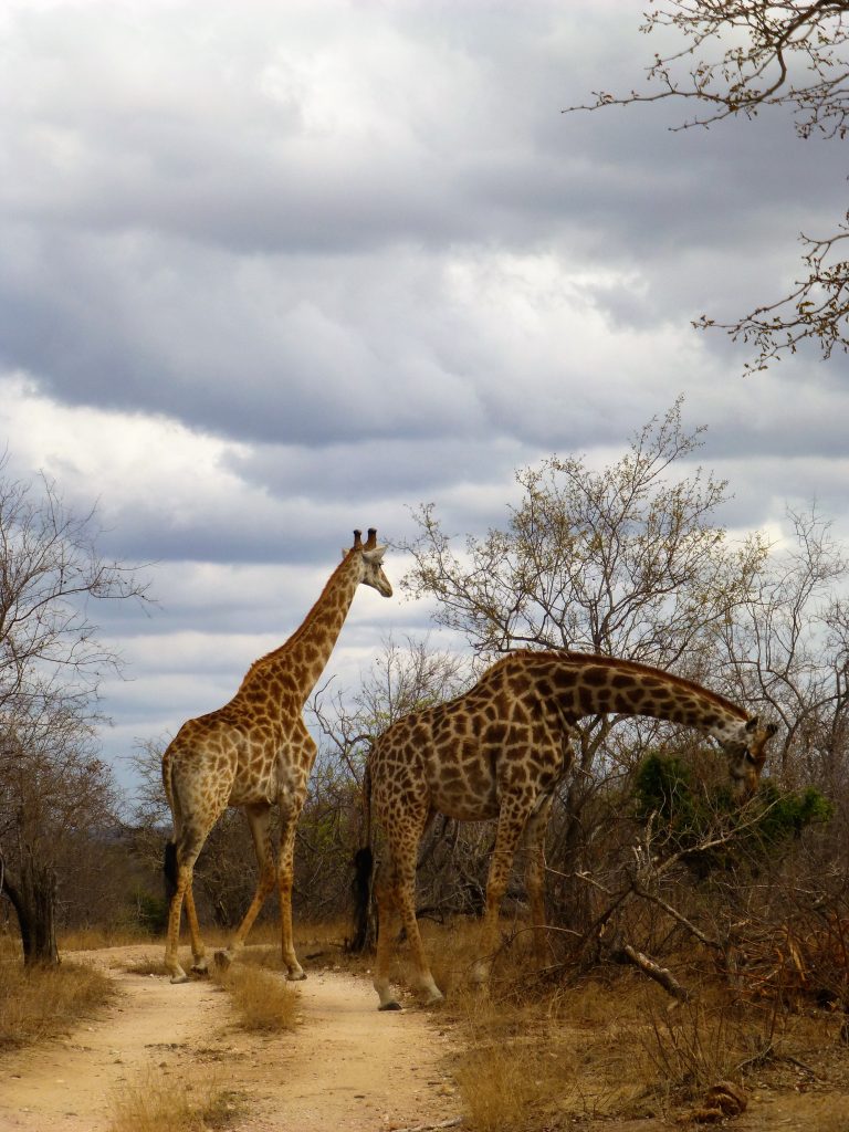 4 dgn Trip met Safari in NP Kruger - Johannesburg - Zuid Afrika
