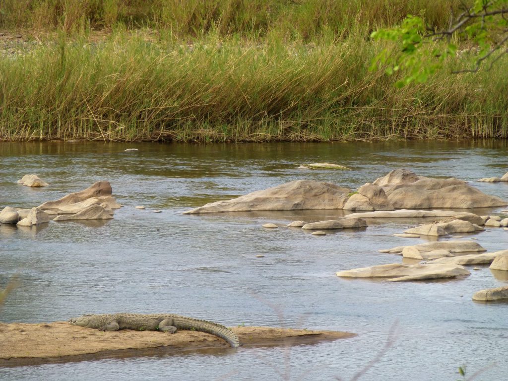 4 dgn Trip met Safari in NP Kruger - Johannesburg - Zuid Afrika