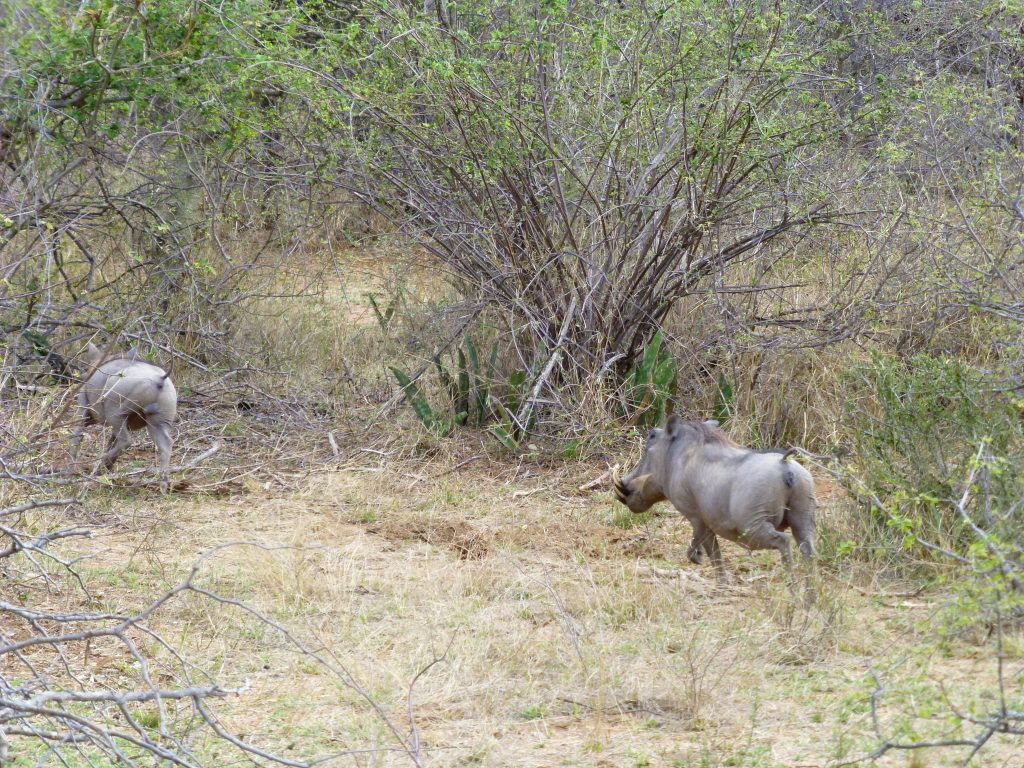 Op Safari in Krugerpark vanuit Johannesburg - Zuid Afrika - Bezoek Kruger NP