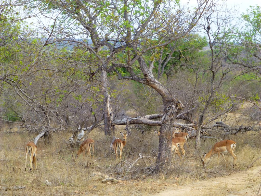 Op Safari in Krugerpark vanuit Johannesburg - Zuid Afrika - Bezoek Kruger NP