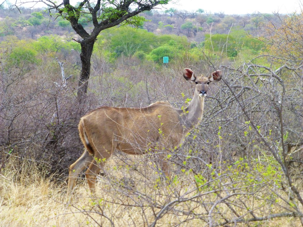 4 dgn Trip met Safari in NP Kruger - Johannesburg - Zuid Afrika