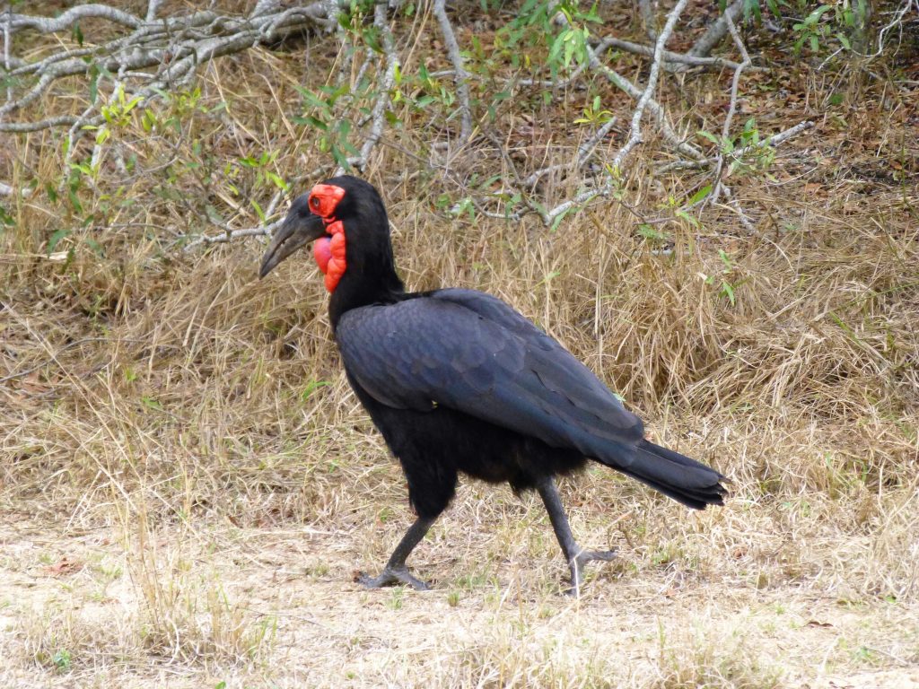 4 dgn Trip met Safari in NP Kruger - Johannesburg - Zuid Afrika 