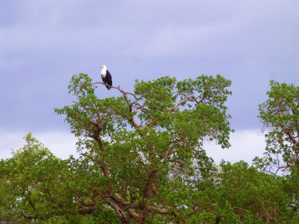 4 dgn Trip met Safari in NP Kruger - Johannesburg - Zuid Afrika