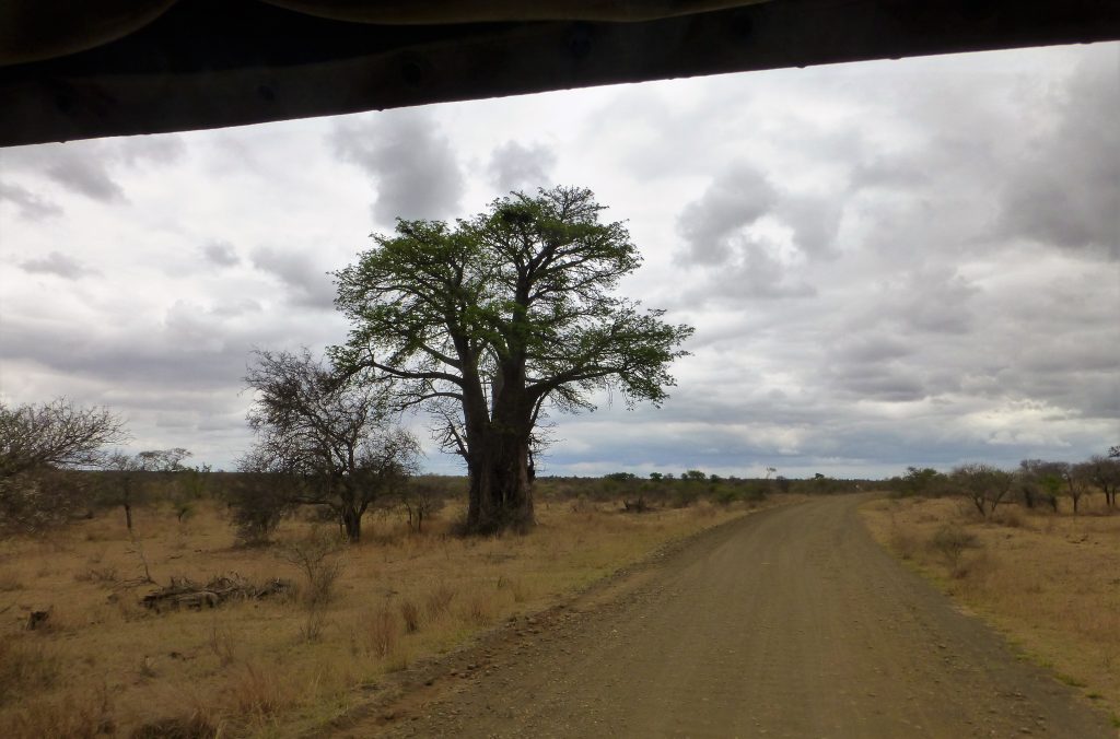 4 dgn Trip met Safari in NP Kruger - Johannesburg - Zuid Afrika