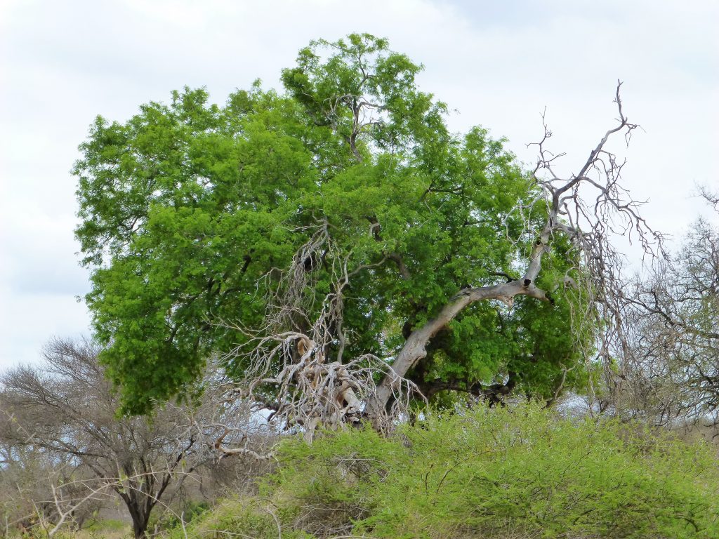 4 dgn Trip met Safari in NP Kruger - Johannesburg - Zuid Afrika