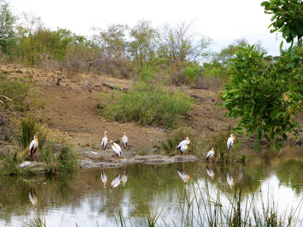 4 dgn Trip met Safari in NP Kruger - Johannesburg - Zuid Afrika