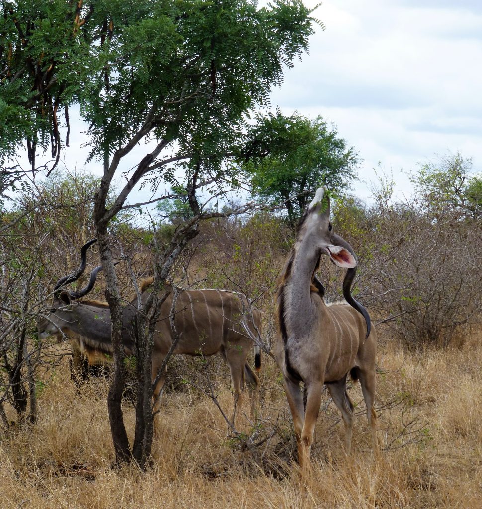 4 dgn Trip met Safari in NP Kruger - Johannesburg - Zuid Afrika 