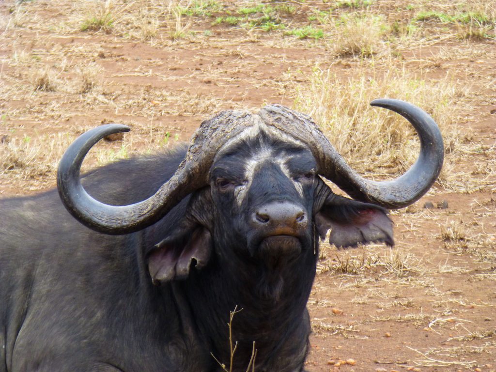 4 dgn Trip met Safari in NP Kruger - Johannesburg - Zuid Afrika